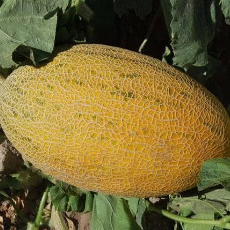 Chinese Hami Melon Seeds