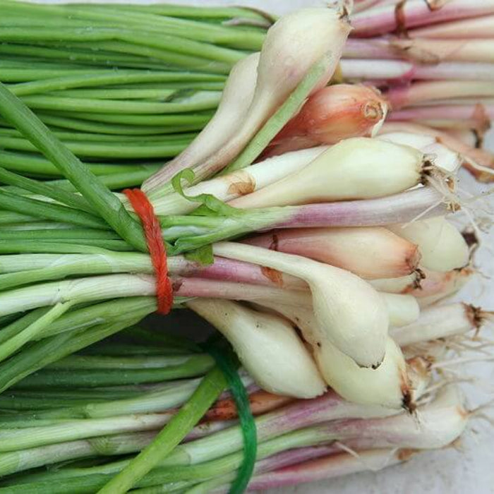 Chinese Leek Seeds - Vegetable Plant
