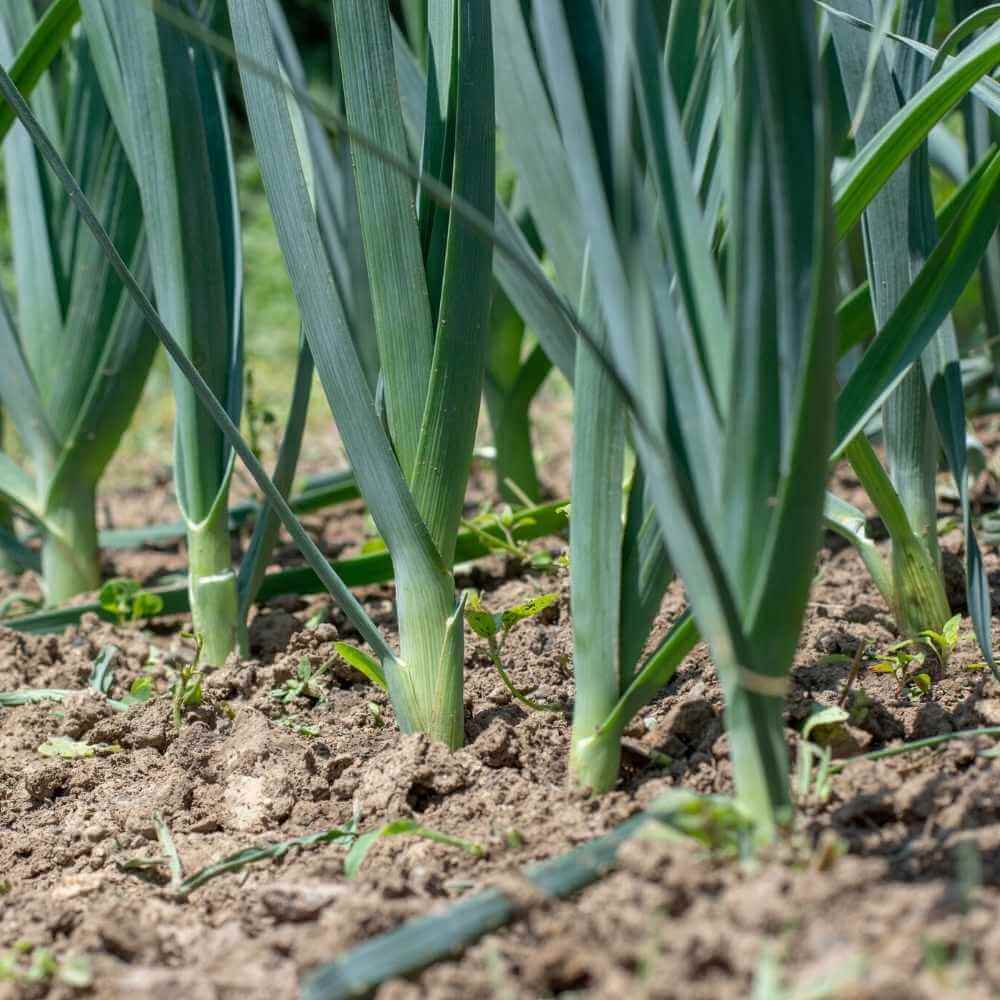 Chinese Leek Seeds - Vegetable Plant