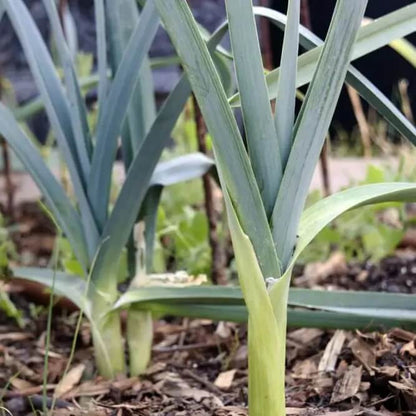 Chinese Leek Seeds - Vegetable Plant