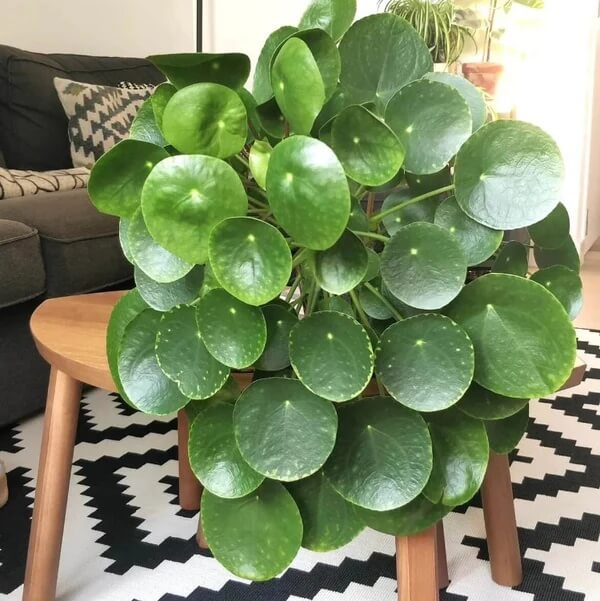 Chinese Money Plant Seeds - Flower Plant