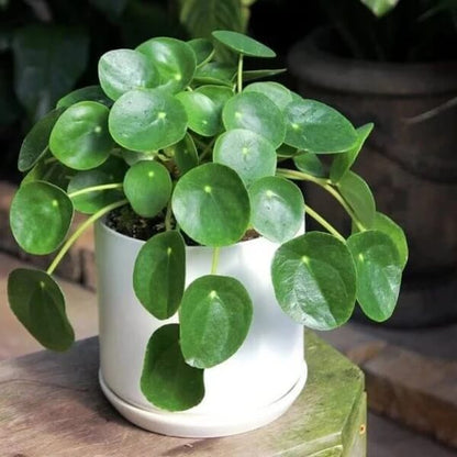 Chinese Money Plant Seeds - Flower Plant