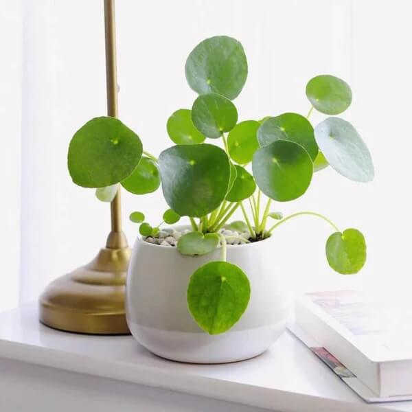Chinese Money Plant Seeds - Flower Plant