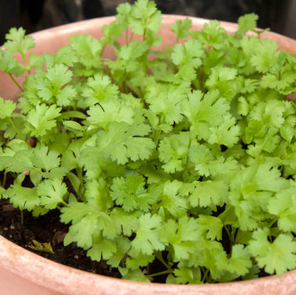 Chinese Parsley Seeds - Herbal Plant
