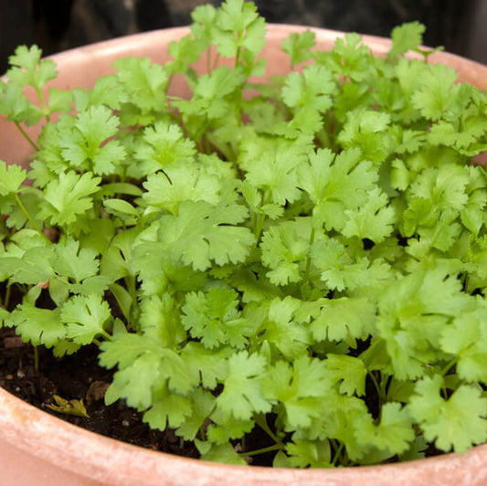 Chinese Parsley Seeds - Herbal Plant