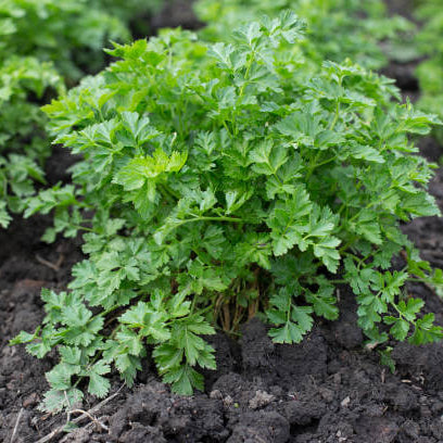 Chinese Parsley Seeds - Herbal Plant