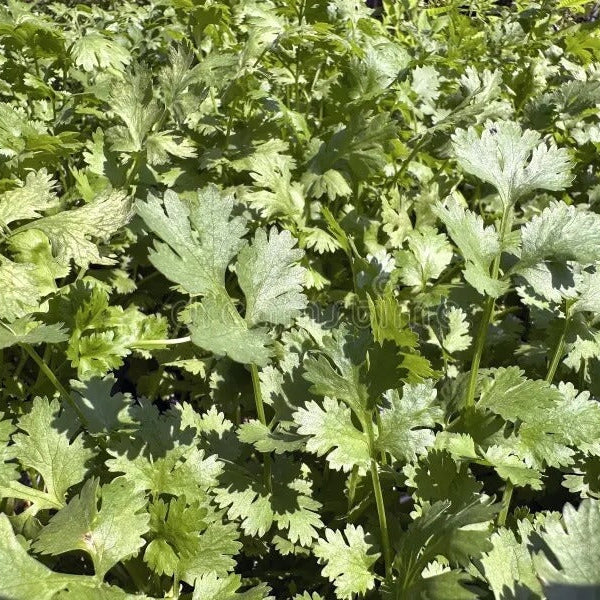 Chinese Parsley Seeds - Herbal Plant