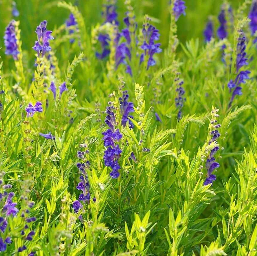 Chinese Skullcap Seeds - Heirloom Herbal Plant for Home Gardens