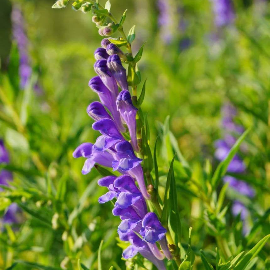 Chinese Skullcap Seeds - Heirloom Herbal Plant for Home Gardens