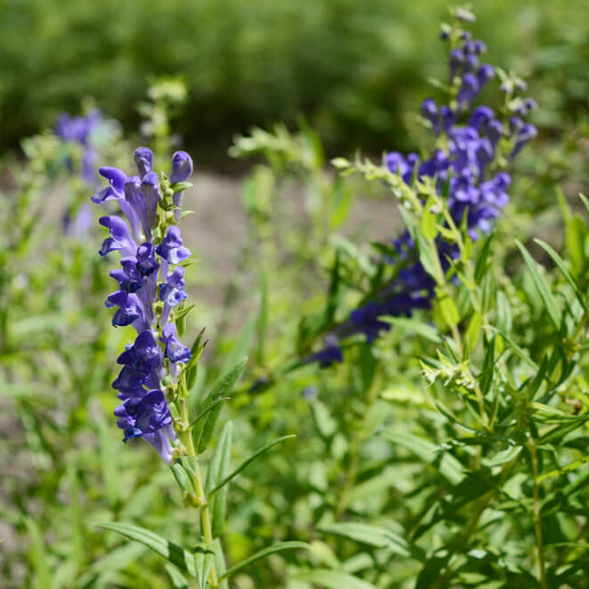 Chinese Skullcap Seeds - Heirloom Herbal Plant for Home Gardens