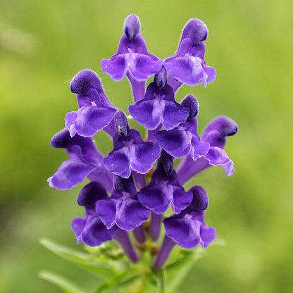 Chinese Skullcap Seeds - Heirloom Herbal Plant for Home Gardens