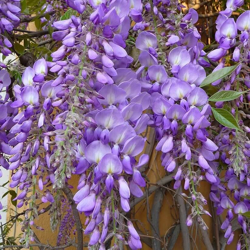 Chinese Wisteria seeds