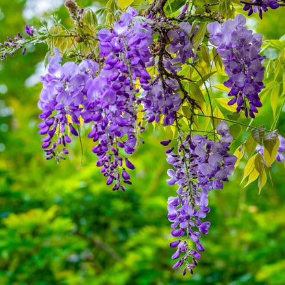 Chinese Wisteria seeds