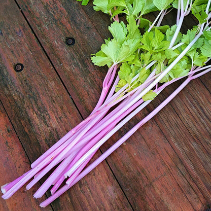 Chinese pink celery seeds - Vegetable Plant