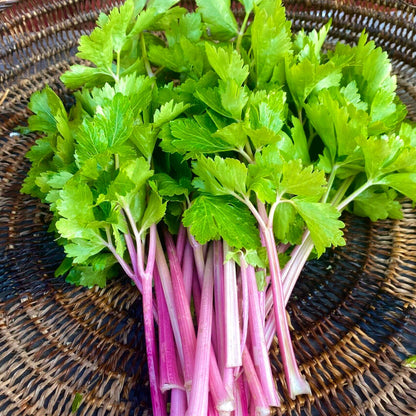 Chinese pink celery seeds - Vegetable Plant