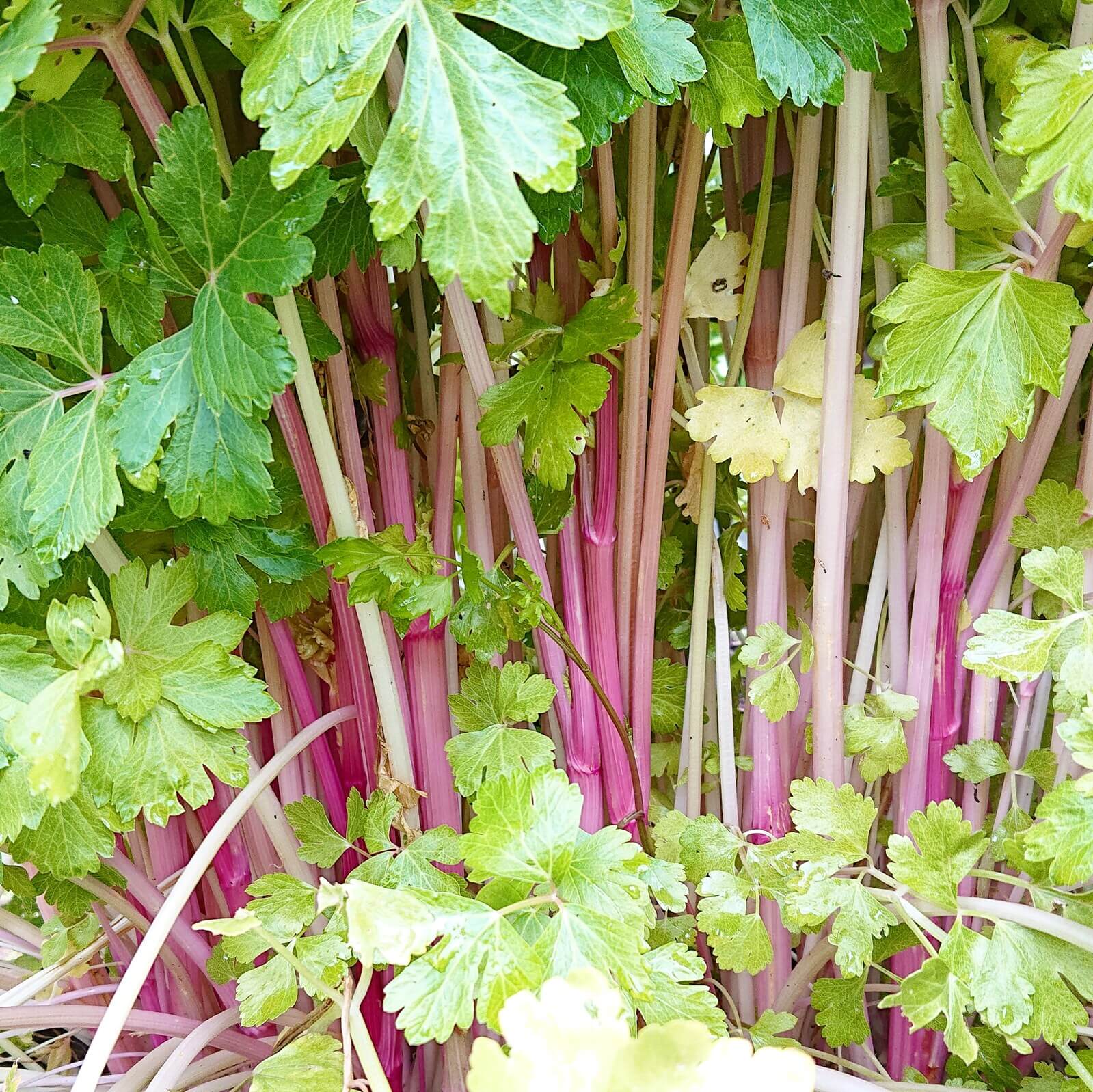 Chinese pink celery seeds - Vegetable Plant