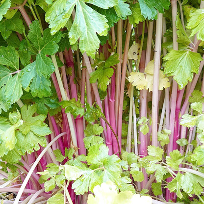 Chinese pink celery seeds - Vegetable Plant