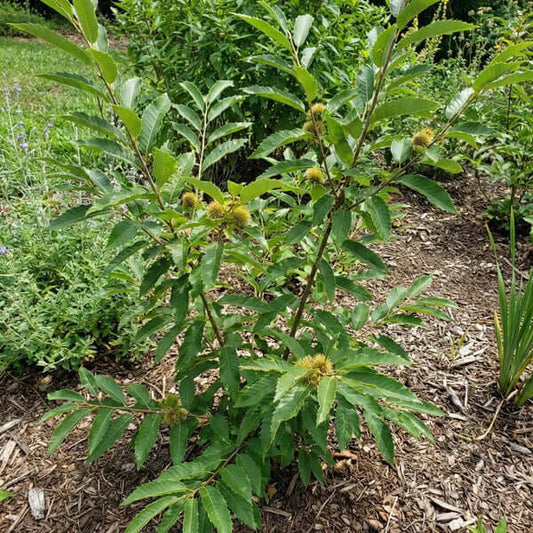 Chinquapin Chestnut Tree Seeds 