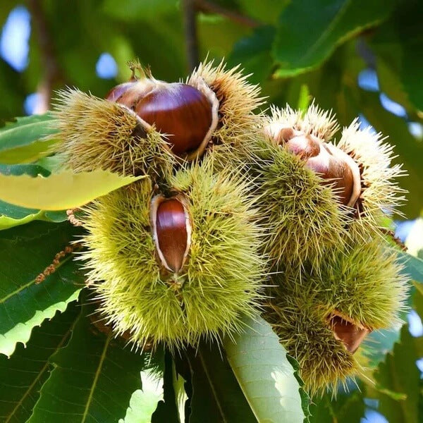 Chinquapin Chestnut Tree Seeds 