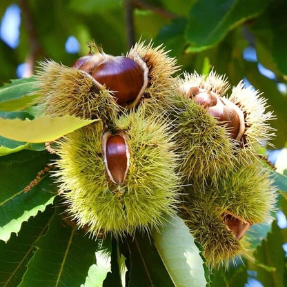 Chinquapin Chestnut Tree Seeds 