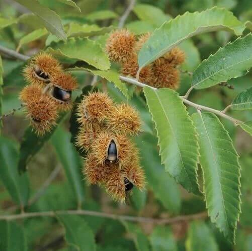 Chinquapin Chestnut Tree Seeds 