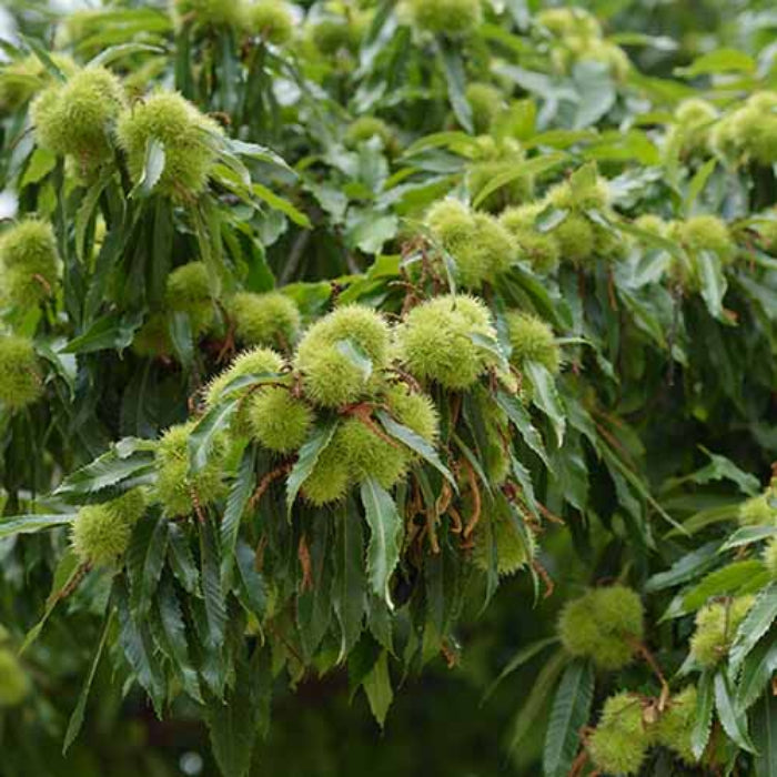 Chinquapin Chestnut Tree Seeds 