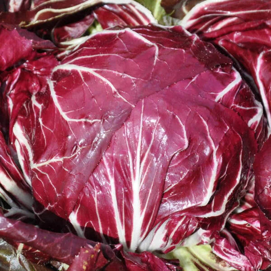 Chioggia Radicchio Seeds