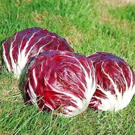 Chioggia Radicchio Seeds