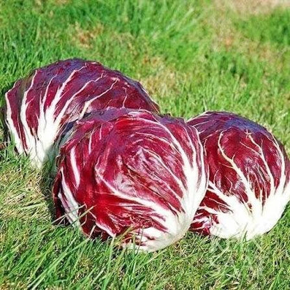 Chioggia Radicchio Seeds