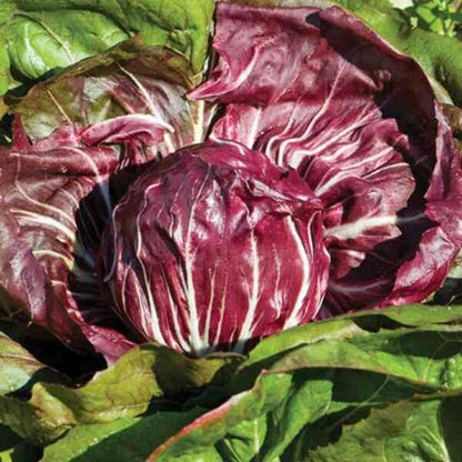 Chioggia Radicchio Seeds