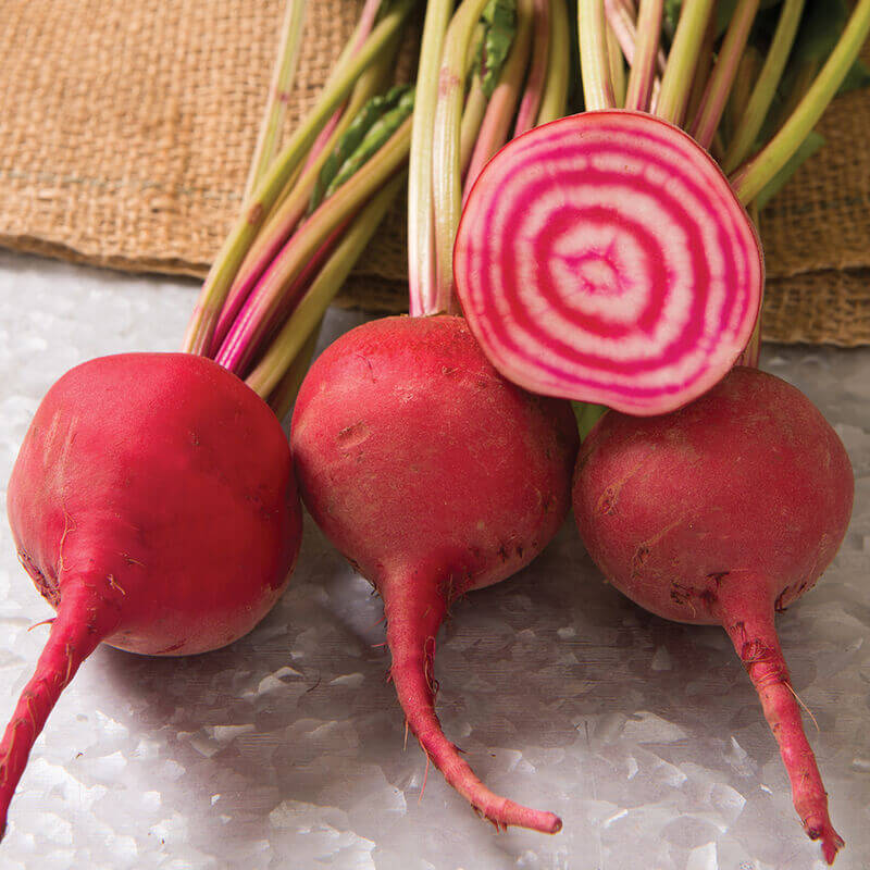 Chioggia beet seeds - Vegetable Plant