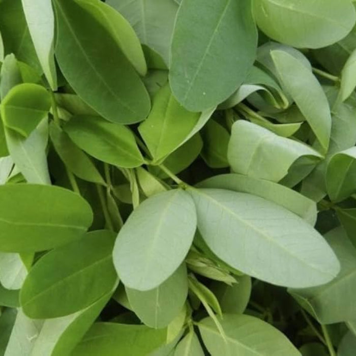 Chipilin Seeds - Herbal Plant for Home Gardens