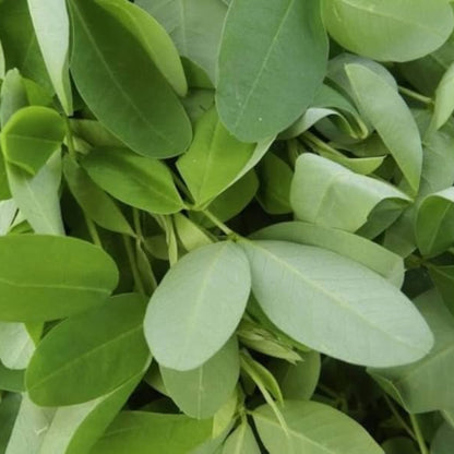 Chipilin Seeds - Herbal Plant for Home Gardens