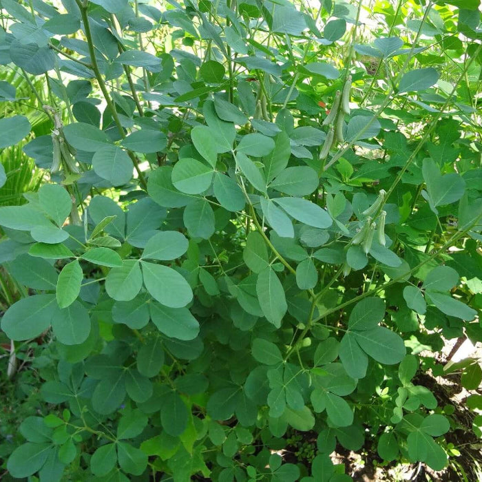 Chipilin Seeds - Herbal Plant for Home Gardens