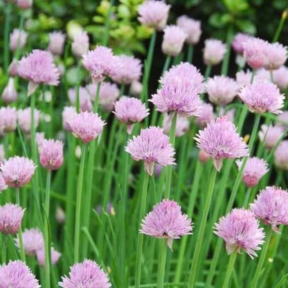 Chive Seeds