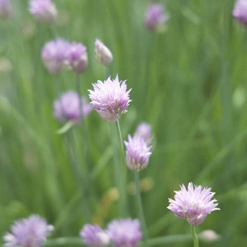 Chive Seeds