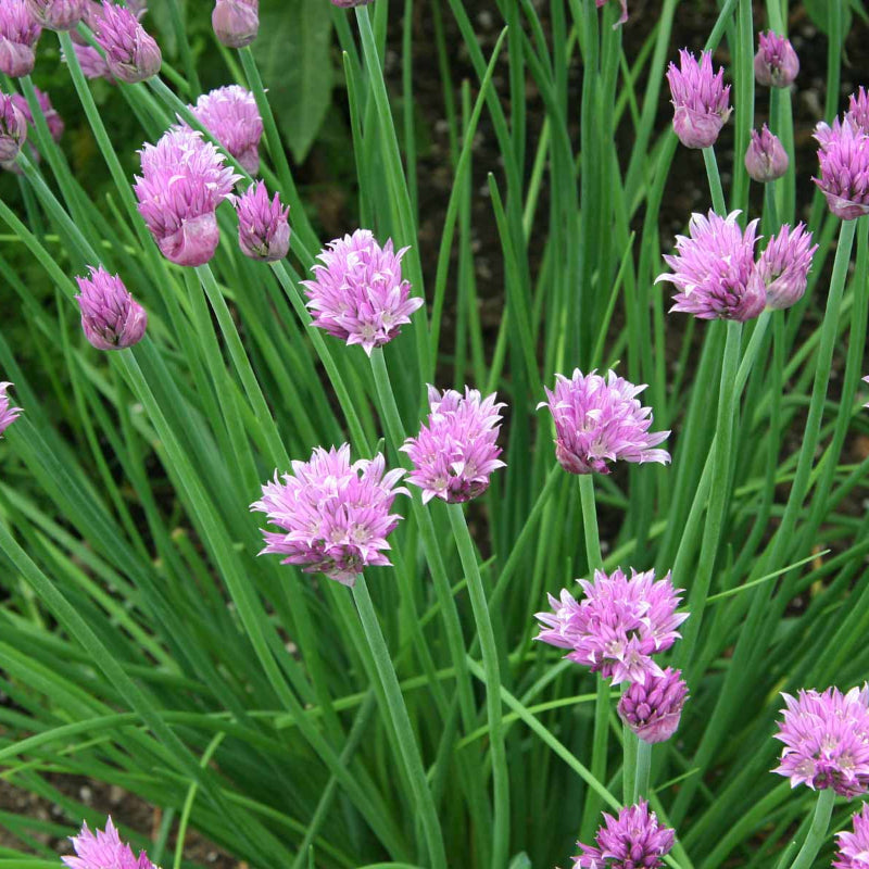 Chive Seeds