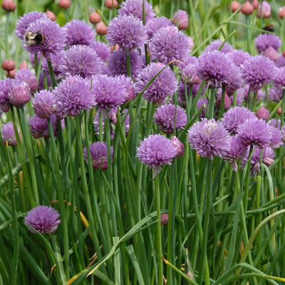 Chive Seeds