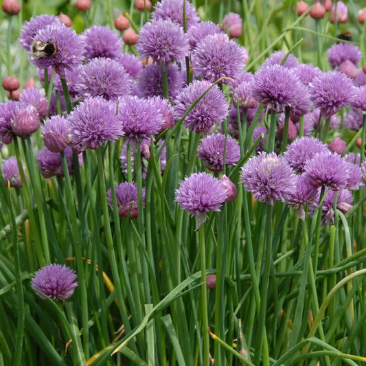 Chive Seeds