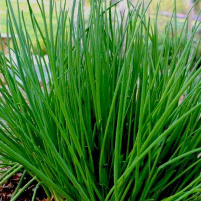 Chives Seeds - Herbal Plant