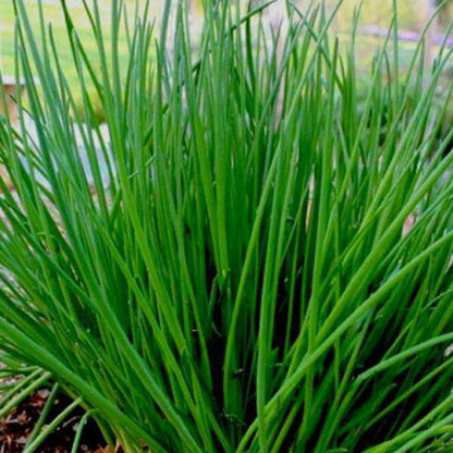 Chives Seeds - Herbal Plant
