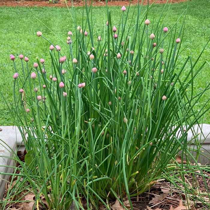 Chives Seeds - Herbal Plant