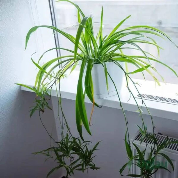 Chlorophytum comosum seeds - Flower Plant5