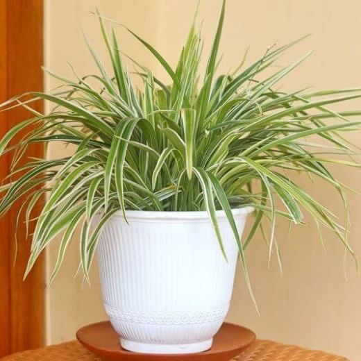 Chlorophytum comosum seeds - Flower Plant