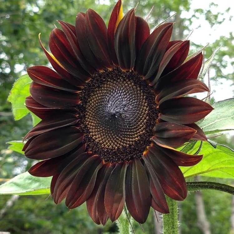Chocolate Cherry Sunflower Seeds - Flower Plant