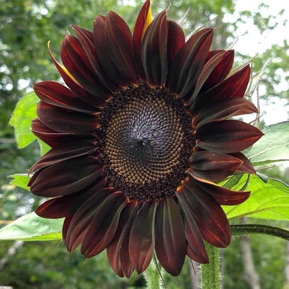 Chocolate Cherry Sunflower Seeds - Flower Plant
