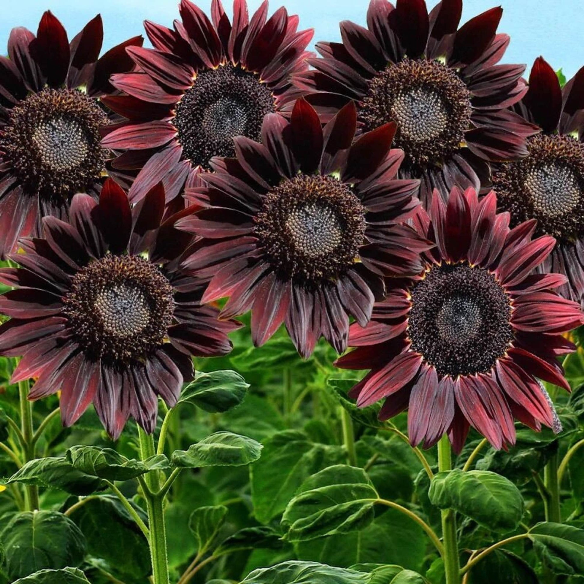 Chocolate Cherry Sunflower Seeds - Flower Plant