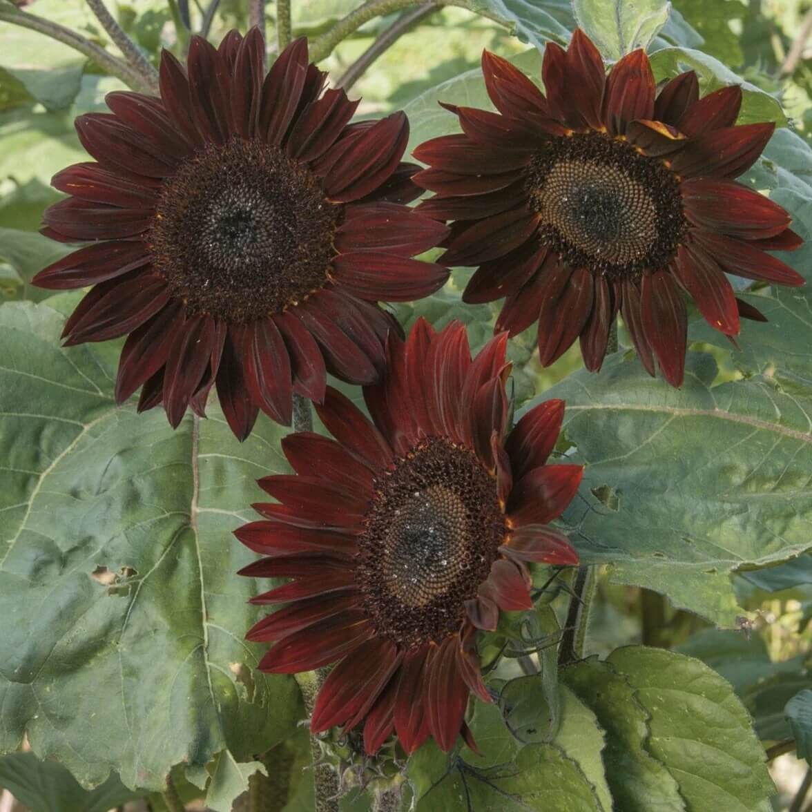 Chocolate Cherry Sunflower Seeds - Flower Plant