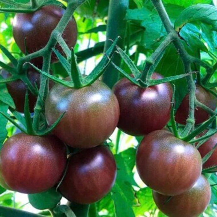 Chocolate Cherry Tomato Seeds - Vegetable Plant