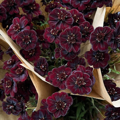 Chocolate Cosmos Seeds